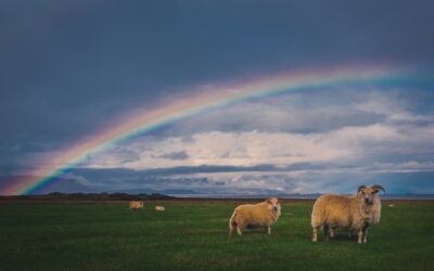 The Covenant Through Noah